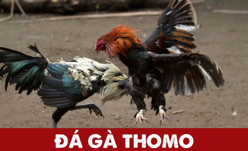 Ưu điểm của các trận đấu đá gà ở Thomo